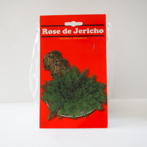 Rosa de Jericó
